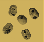 Coffee bean classification case frame